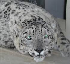 snow leopard
