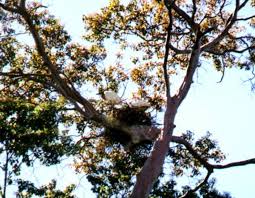 giant birds