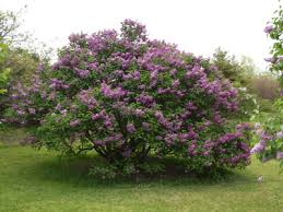 lilac bush