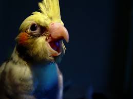 cockatiel