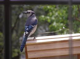 birding dvd