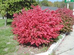 euonymus compactus