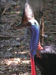 large flightless birds