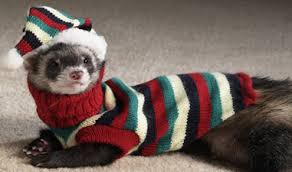 ferret hats