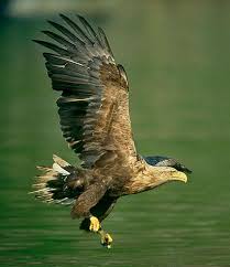 eagle bird of prey