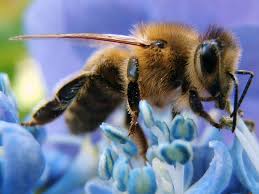 honey bees