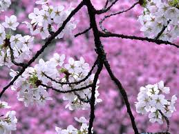 cherry blossom