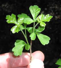 aromatica