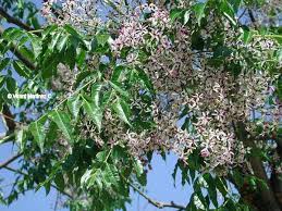 china ball tree