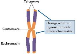 fragile x chromosome