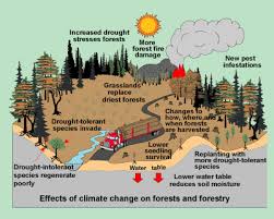 climate change effects