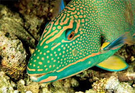 photos of fish