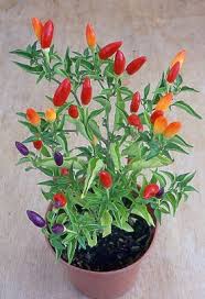 chilli plants