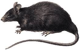 roof rats