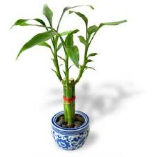 indoor bamboo
