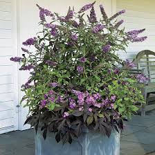 buddleia davidii