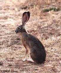 jack rabbit