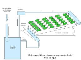 hidroponia