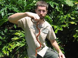 corn snake gallery