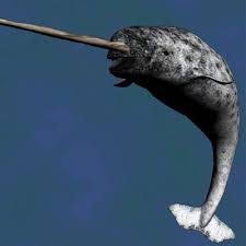 how narwhals face