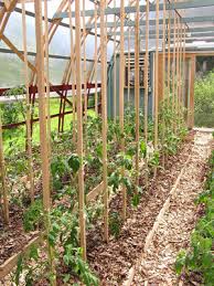 wooden tomato stakes