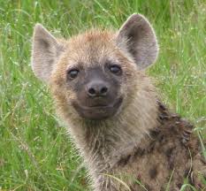 pictures of hyenas