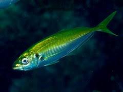 jack mackerel