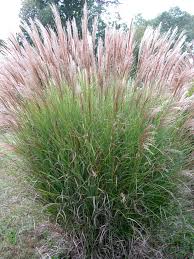 miscanthus grass