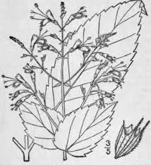 collinsonia