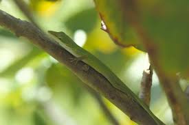 florida anoles