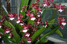 oncidiums