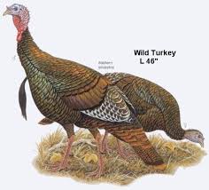 turkey birds