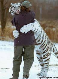 petit tigre blanc