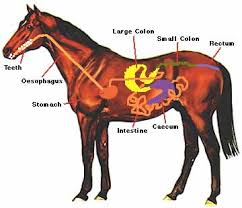 equine colic