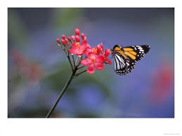 butterflies flowers pictures