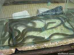 large frogs