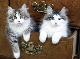 norwegian forest cat kittens