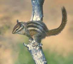 chipmunks squirrels