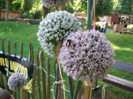 leek seeds