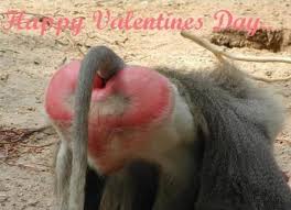 funny valentines day quotes
