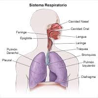 dibujo del aparato respiratorio