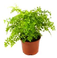 fern houseplant