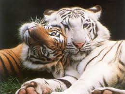 tigres photos