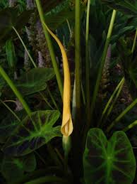 colocasia esculenta