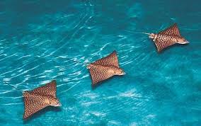 rays fishes