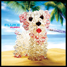 fluke puppy