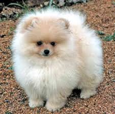 puppies to adopt