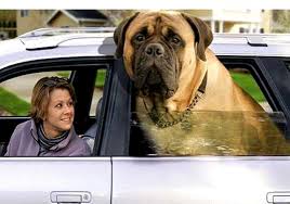 mastiff dogs