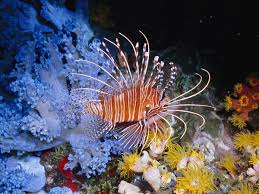 Photo: Lionfish swimming among