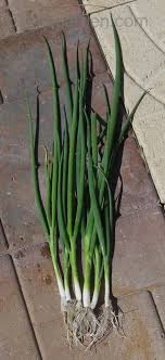 bunching onion